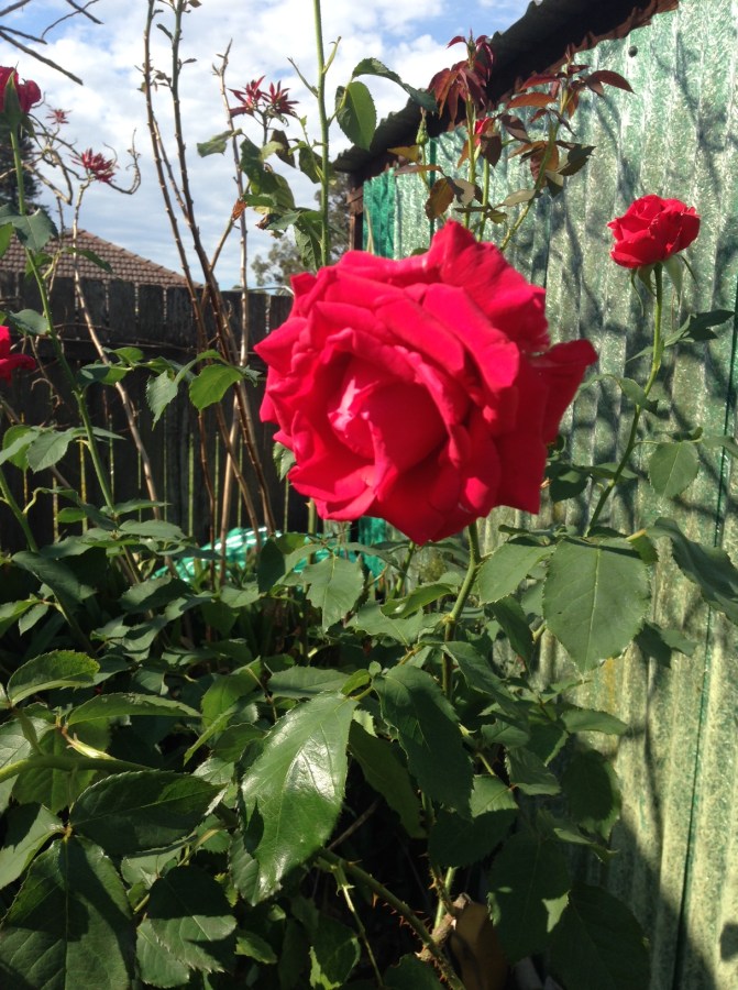 9. Upon stopping to smell the&nbsp;roses